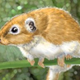 Illustration for article titled The ancestor of all American rodents really came from Africa